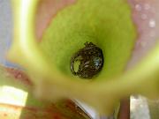 Nepenthes khasiana x ventricosa with prey 1